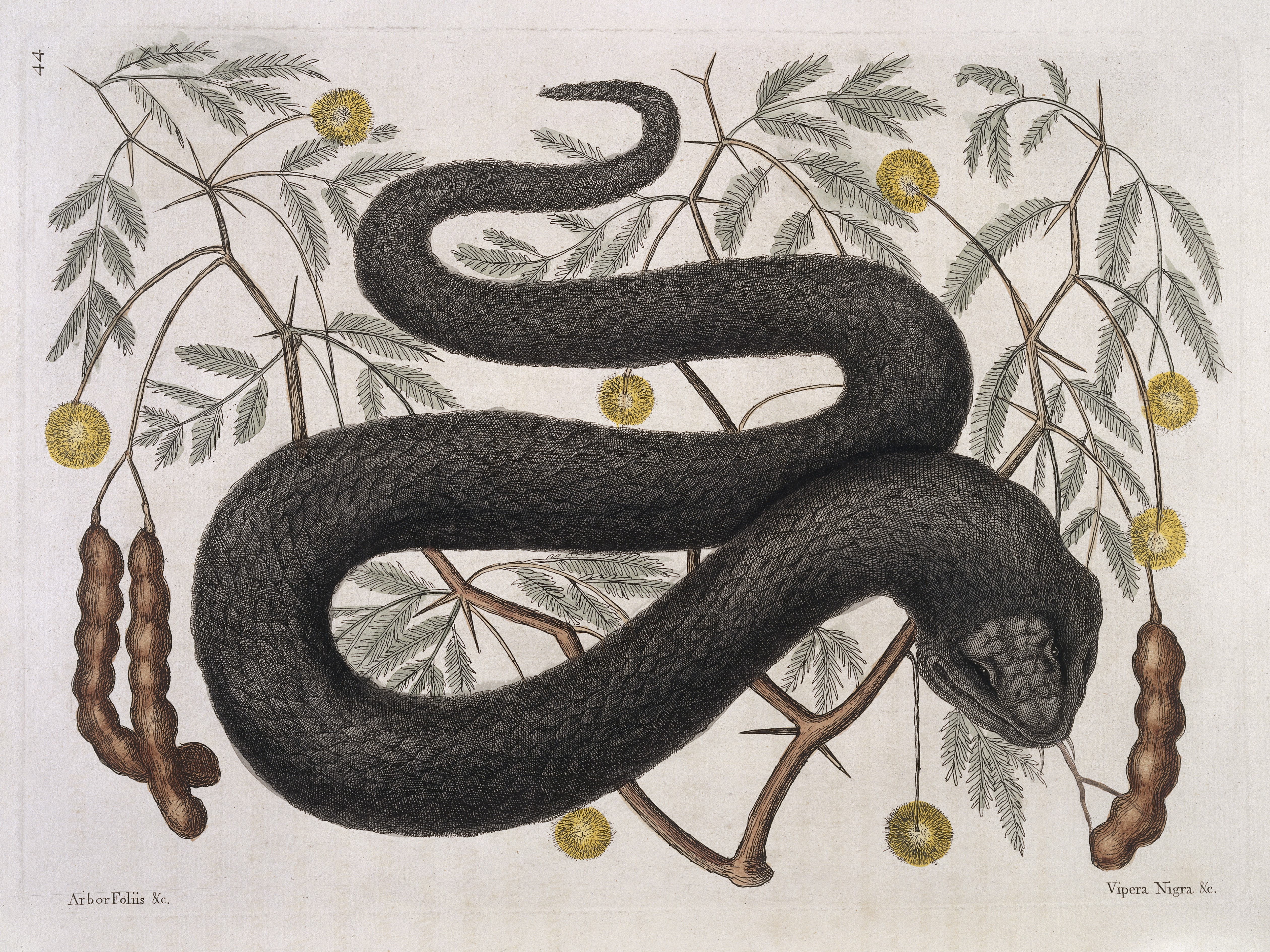 L0035353 Black viper with Arbor foliis pinnatis, 1731
Credit: Wellcome Library, London. Wellcome Images
images@wellcome.ac.uk
http://wellcomeimages.org
Illustration showing black viper (Vipera Nigra) with Arbor foliis pinnatis plant. This snake, a native of America, has a venomous bite.
Printed Reproduction
The natural history of Carolina, Florida and the Bahama Islands ...
Mark Catesby
Published: 1731-1743

Copyrighted work available under Creative Commons Attribution only licence CC BY 4.0 http://creativecommons.org/licenses/by/4.0/
